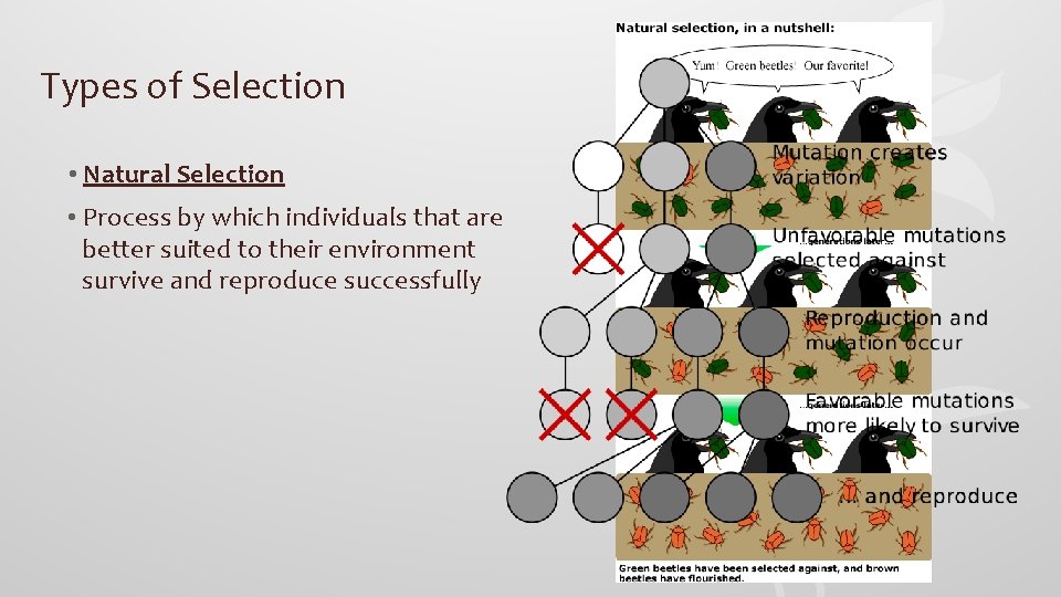 Types of Selection • Natural Selection • Process by which individuals that are better