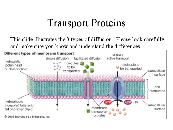 Transport Proteins This slide illustrates the 3 types of diffusion. Please look carefully and
