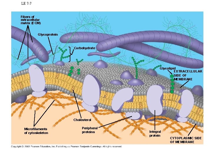 LE 7 -7 Fibers of extracellular matrix (ECM) Glycoprotein Carbohydrate Glycolipid EXTRACELLULAR SIDE OF