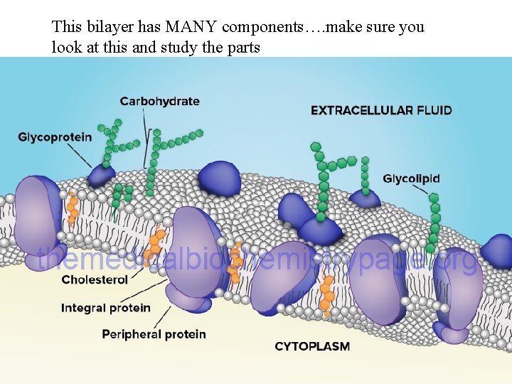 This bilayer has MANY components…. make sure you look at this and study the