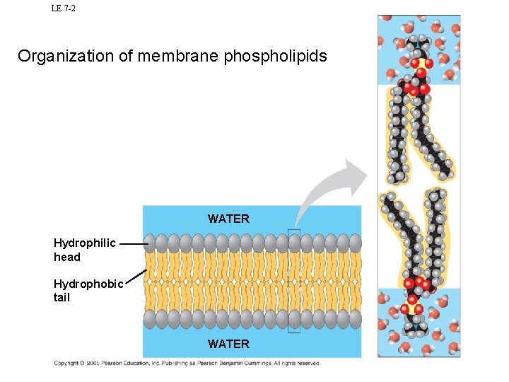 LE 7 -2 Organization of membrane phospholipids WATER Hydrophilic head Hydrophobic tail WATER 
