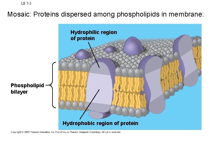 LE 7 -3 Mosaic: Proteins dispersed among phospholipids in membrane: Hydrophilic region of protein