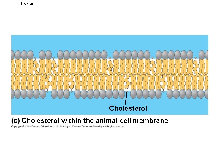 LE 7 -5 c Cholesterol within the animal cell membrane 