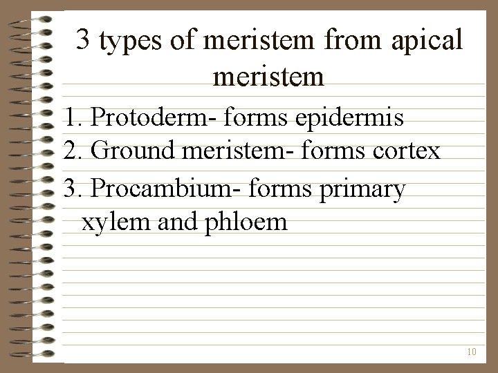 3 types of meristem from apical meristem 1. Protoderm- forms epidermis 2. Ground meristem-