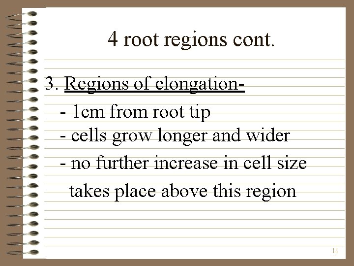 4 root regions cont. 3. Regions of elongation- 1 cm from root tip -