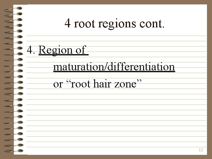 4 root regions cont. 4. Region of maturation/differentiation or “root hair zone” 12 