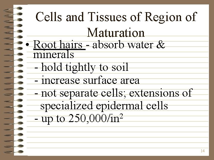 Cells and Tissues of Region of Maturation • Root hairs - absorb water &