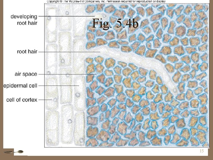 Fig. 5. 4 b 15 