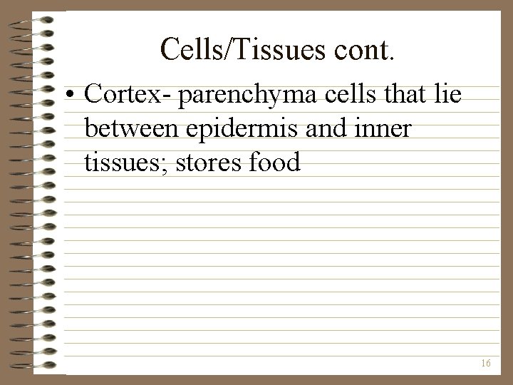 Cells/Tissues cont. • Cortex- parenchyma cells that lie between epidermis and inner tissues; stores