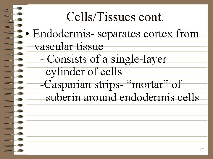Cells/Tissues cont. • Endodermis- separates cortex from vascular tissue - Consists of a single-layer