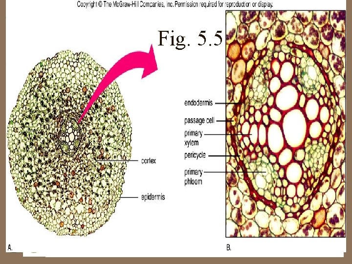 Fig. 5. 5 19 