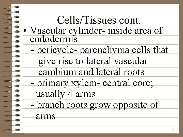 Cells/Tissues cont. • Vascular cylinder- inside area of endodermis - pericycle- parenchyma cells that