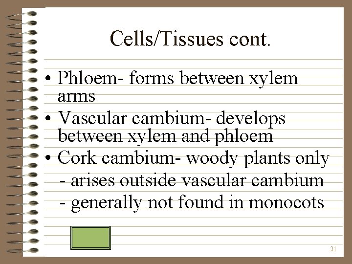 Cells/Tissues cont. • Phloem- forms between xylem arms • Vascular cambium- develops between xylem