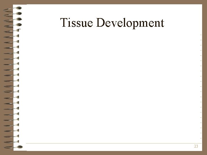 Tissue Development 23 