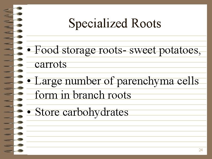 Specialized Roots • Food storage roots- sweet potatoes, carrots • Large number of parenchyma