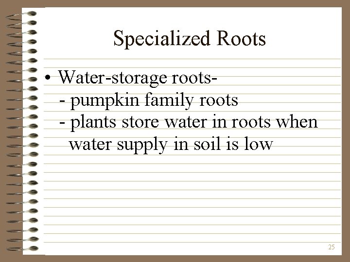 Specialized Roots • Water-storage roots- pumpkin family roots - plants store water in roots
