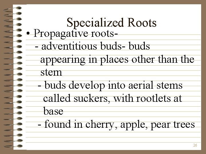Specialized Roots • Propagative roots- adventitious buds- buds appearing in places other than the