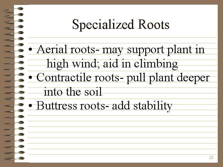 Specialized Roots • Aerial roots- may support plant in high wind; aid in climbing