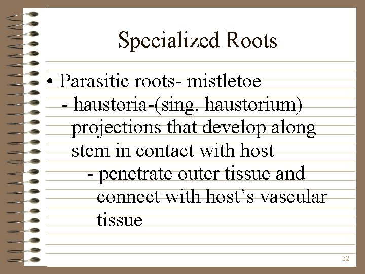 Specialized Roots • Parasitic roots- mistletoe - haustoria-(sing. haustorium) projections that develop along stem