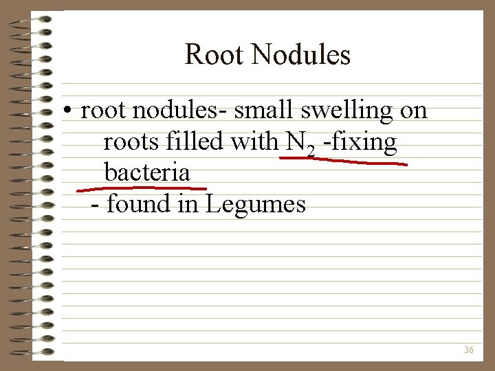 Root Nodules • root nodules- small swelling on roots filled with N 2 -fixing