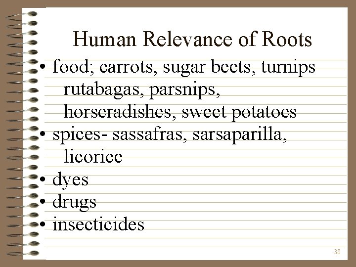 Human Relevance of Roots • food; carrots, sugar beets, turnips rutabagas, parsnips, horseradishes, sweet