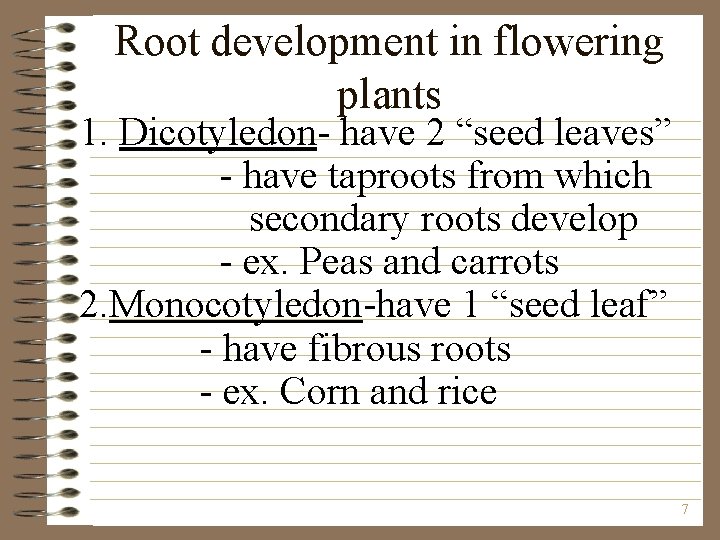 Root development in flowering plants 1. Dicotyledon- have 2 “seed leaves” - have taproots