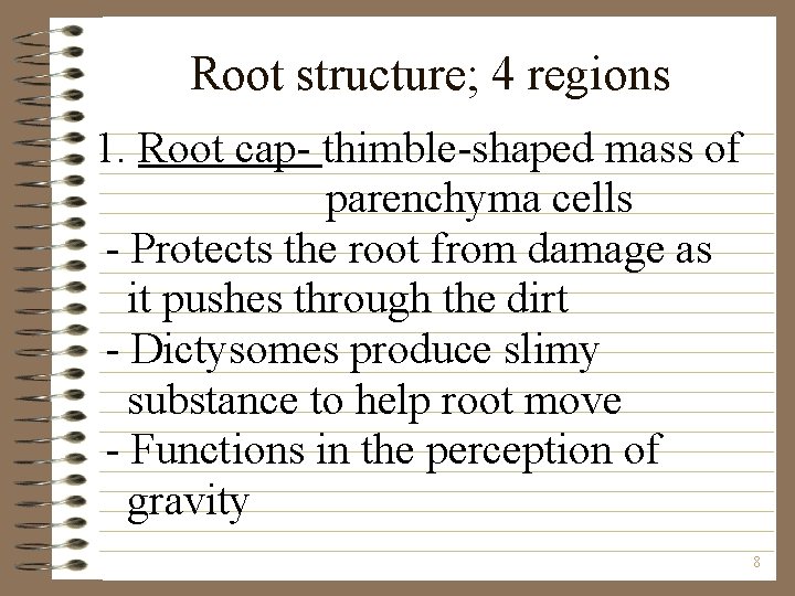 Root structure; 4 regions 1. Root cap- thimble-shaped mass of parenchyma cells - Protects