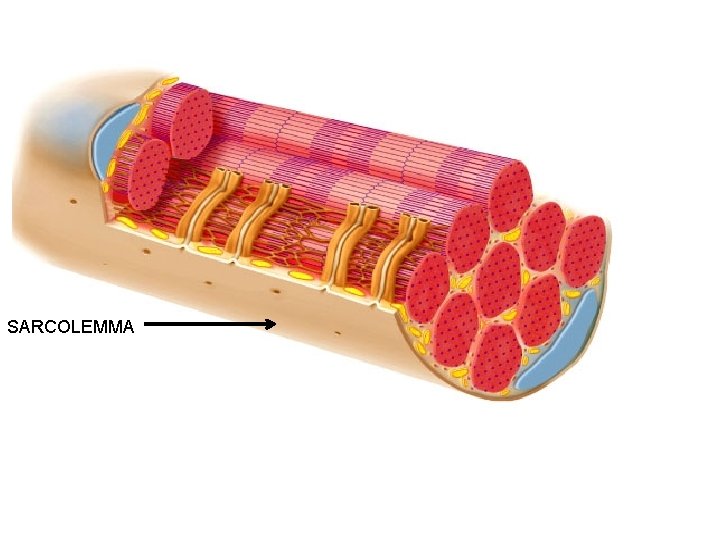 SARCOLEMMA 