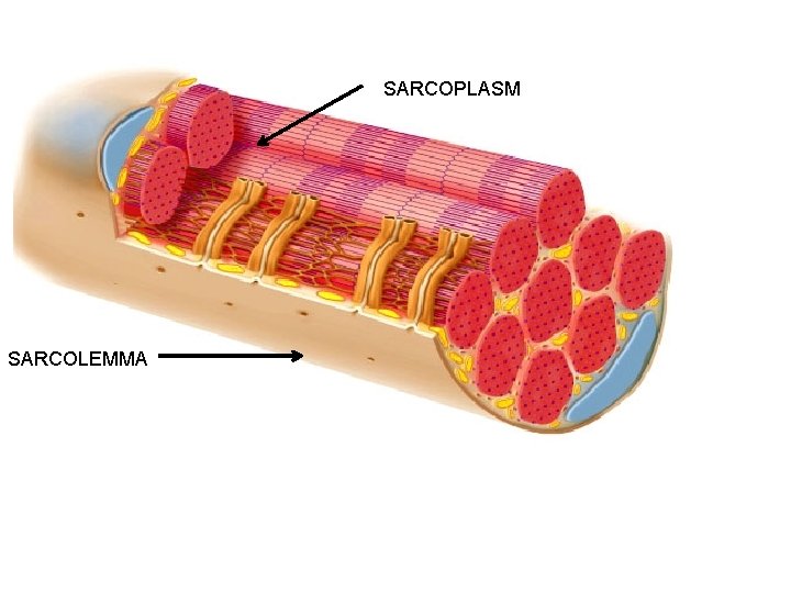 SARCOPLASM SARCOLEMMA 