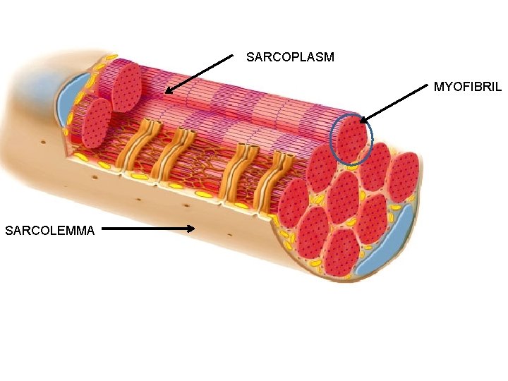 SARCOPLASM MYOFIBRIL SARCOLEMMA 