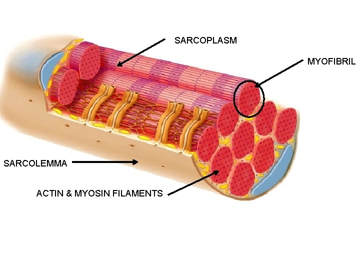 SARCOPLASM MYOFIBRIL SARCOLEMMA ACTIN & MYOSIN FILAMENTS 
