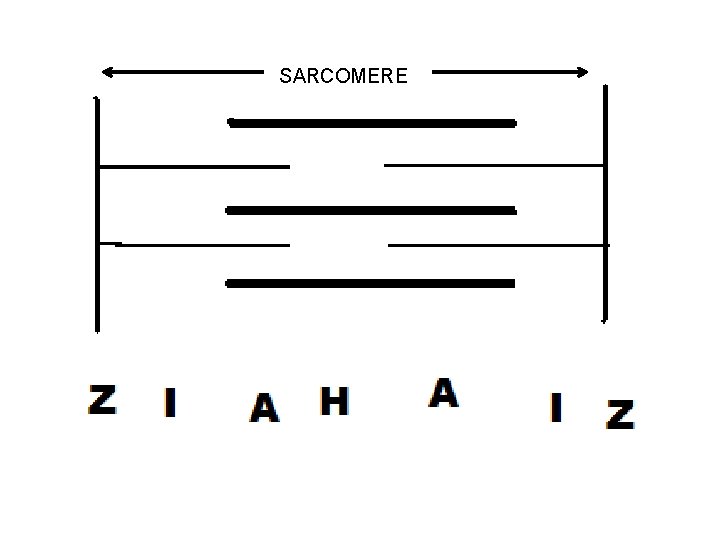 SARCOMERE 