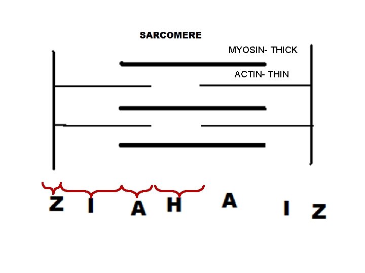 MYOSIN- THICK ACTIN- THIN 