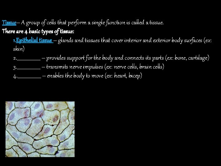 Tissue– A group of cells that perform a single function is called a tissue.