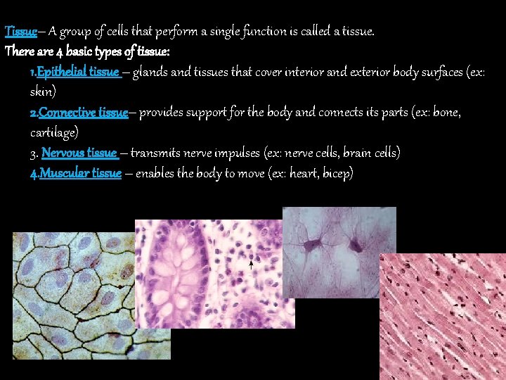 Tissue– A group of cells that perform a single function is called a tissue.