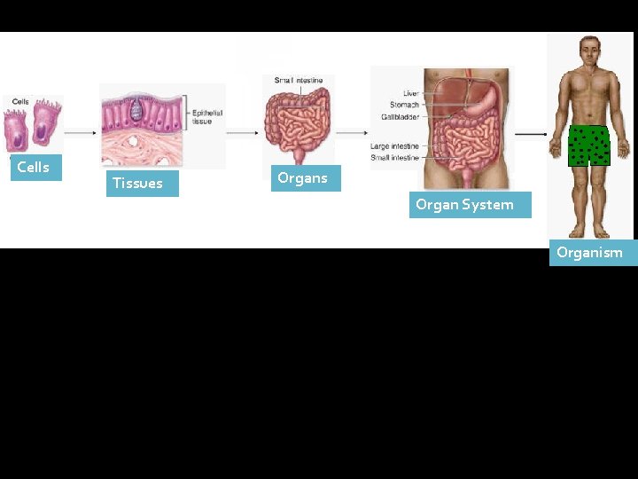 Cells Tissues Organ System Organism 