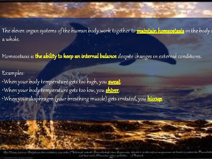 The eleven organ systems of the human body work together to maintain homeostasis in