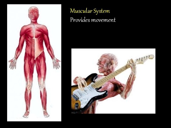 Muscular System Provides movement 