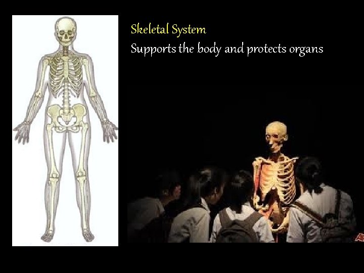 Skeletal System Supports the body and protects organs 
