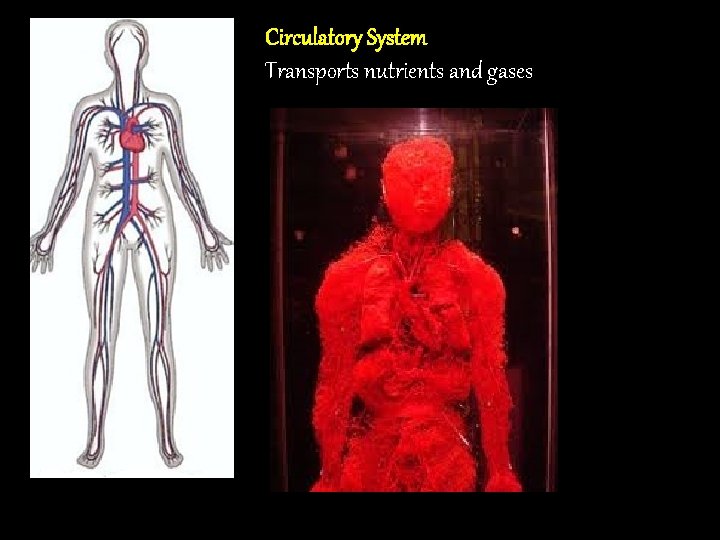 Circulatory System Transports nutrients and gases 