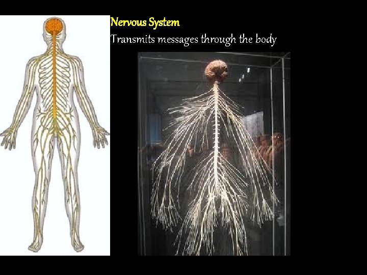 Nervous System Transmits messages through the body 