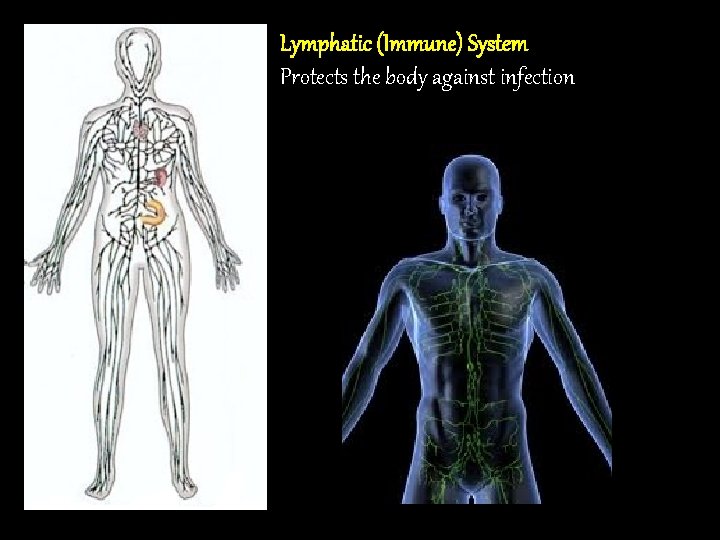 Lymphatic (Immune) System Protects the body against infection 