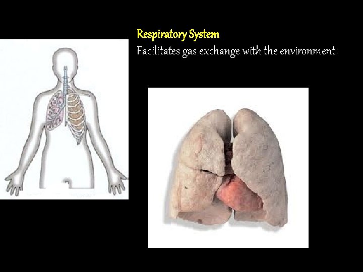 Respiratory System Facilitates gas exchange with the environment 