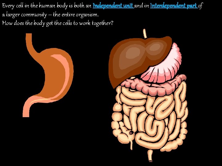 Every cell in the human body is both an Independent unit and in Interdependent