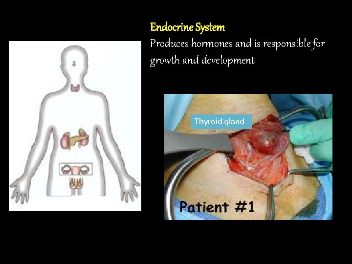 Endocrine System Produces hormones and is responsible for growth and development Thyroid gland 