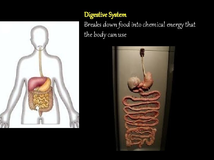 Digestive System Breaks down food into chemical energy that the body can use 