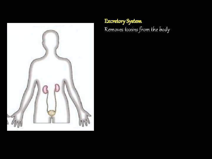 Excretory System Removes toxins from the body 