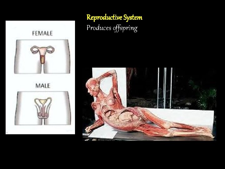Reproductive System Produces offspring 