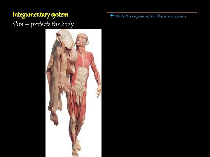 Integumentary system Skin – protects the body Write this on your notes. There is