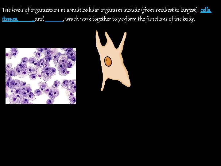 The levels of organization in a multicellular organism include (from smallest to largest) cells,